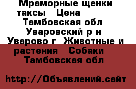 Мраморные щенки таксы › Цена ­ 2 000 - Тамбовская обл., Уваровский р-н, Уварово г. Животные и растения » Собаки   . Тамбовская обл.